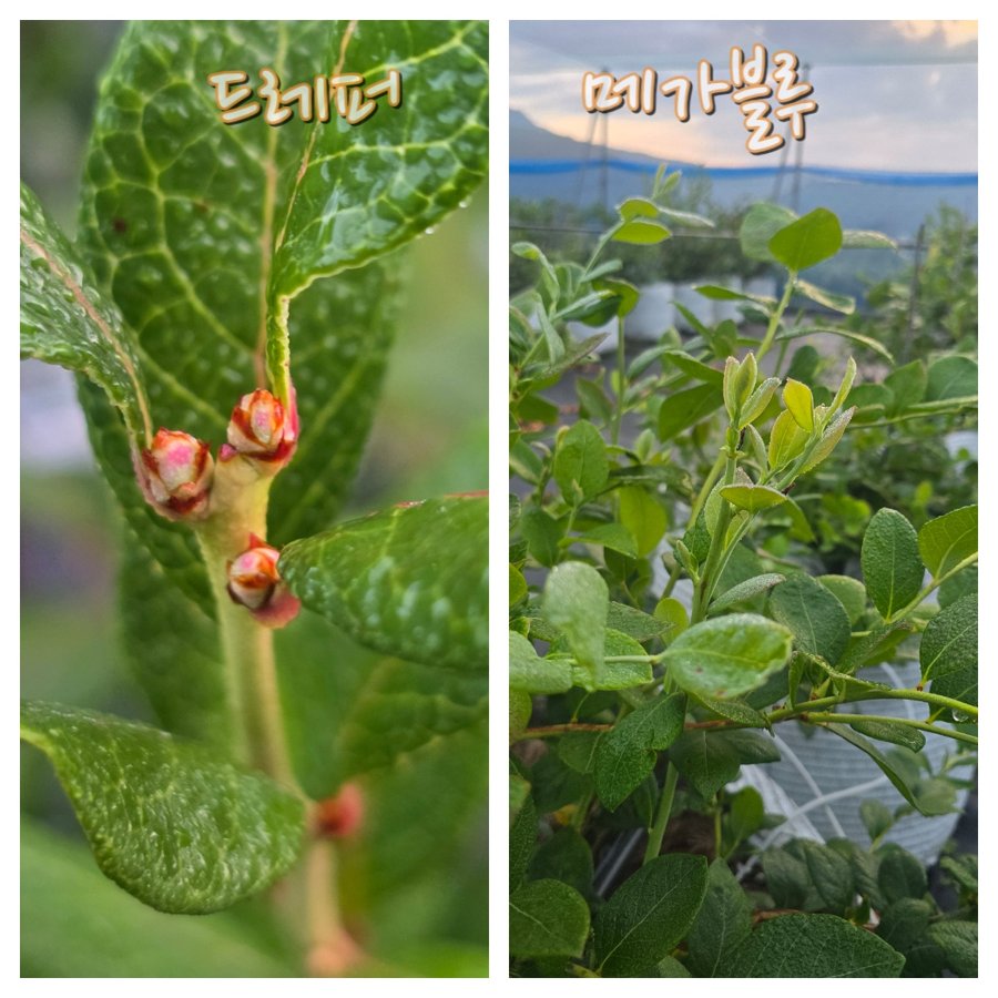 왼쪽 드래퍼는 꽃눈이 생기고, 오른쪽 메가블루는 아직 새순이 자라는 모습 (2026년 9월 29일)